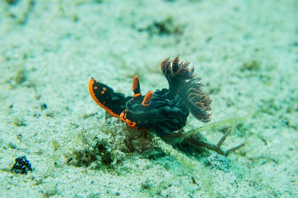 Dusky Nembrotha
