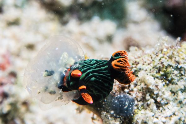 Dusky Nembrotha - Photo 6