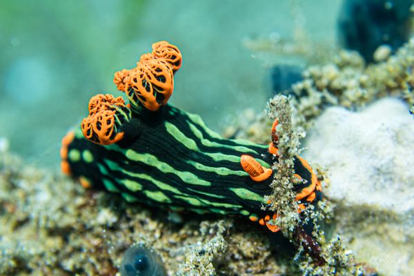 Dusky Nembrotha - Photo 7