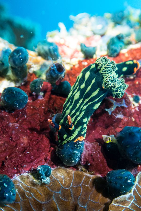 Dusky Nembrotha