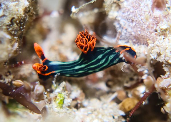 Dusky Nembrotha - Puerto Galera - 10 June 2025 - Dive 3