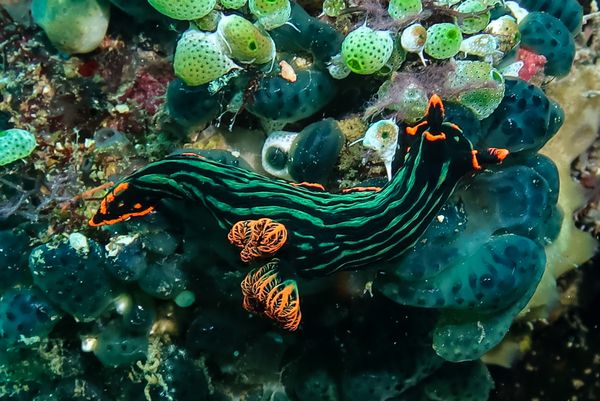 Dusky Nembrotha - Anilao - 12 June 2025 - Dive 1