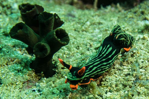 Dusky Nembrotha - Photo 15