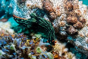 Dusky Nembrotha