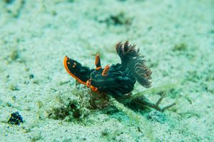 Dusky Nembrotha
