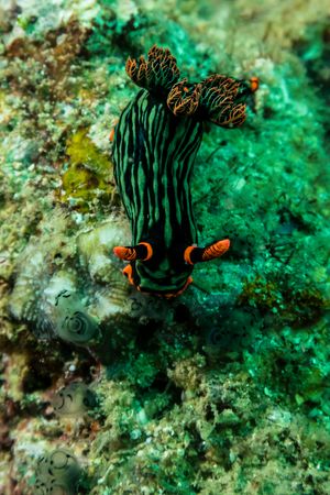 Dusky Nembrotha