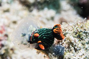 Dusky Nembrotha