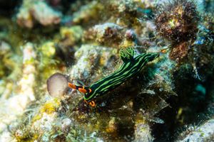 Dusky Nembrotha