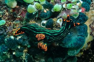Dusky Nembrotha