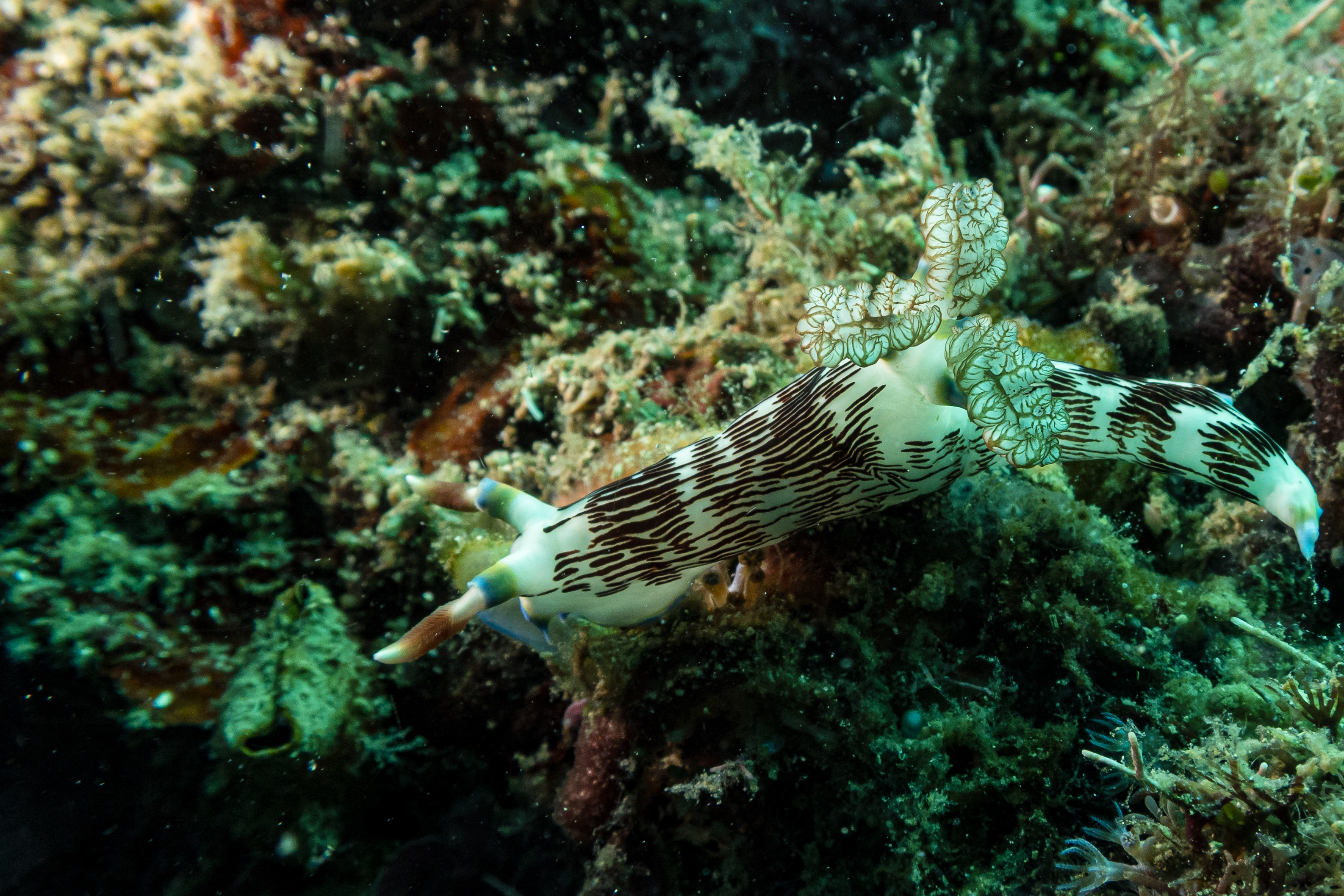 Lined Nembrotha