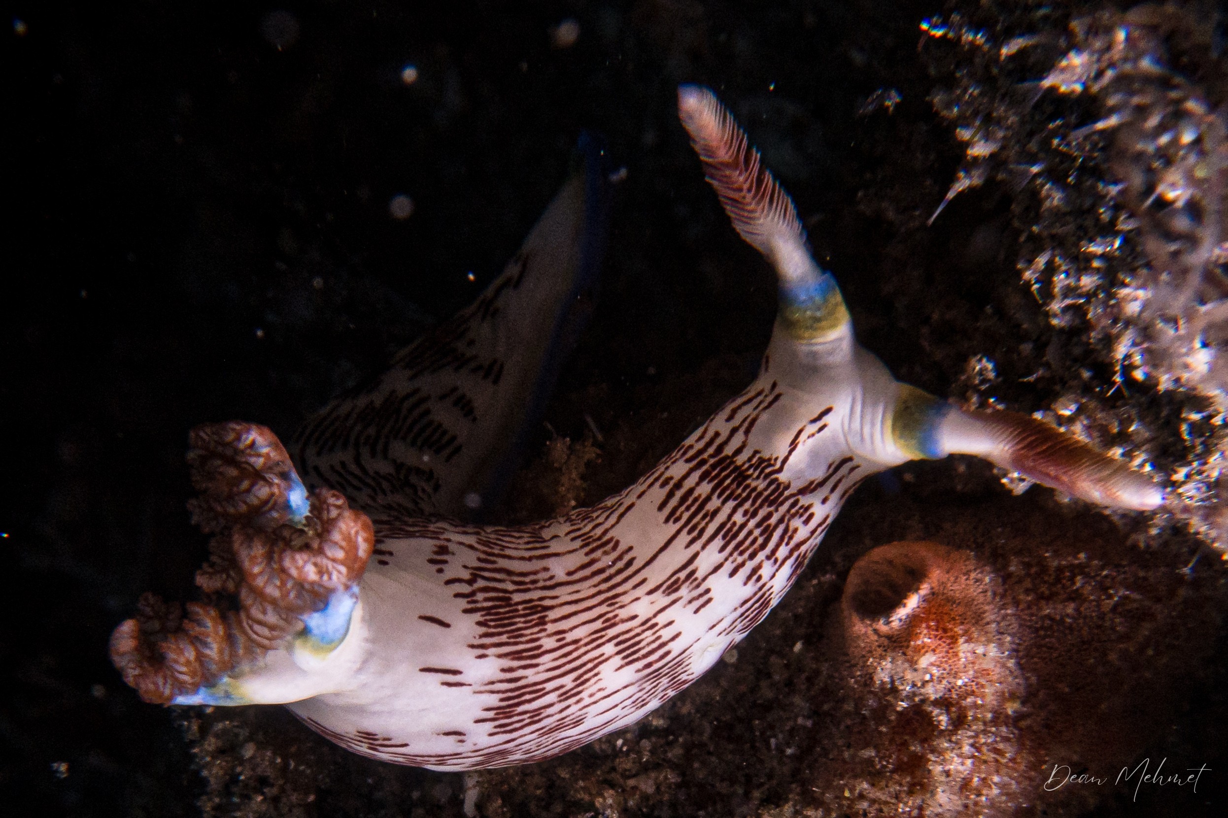 Lined Nembrotha