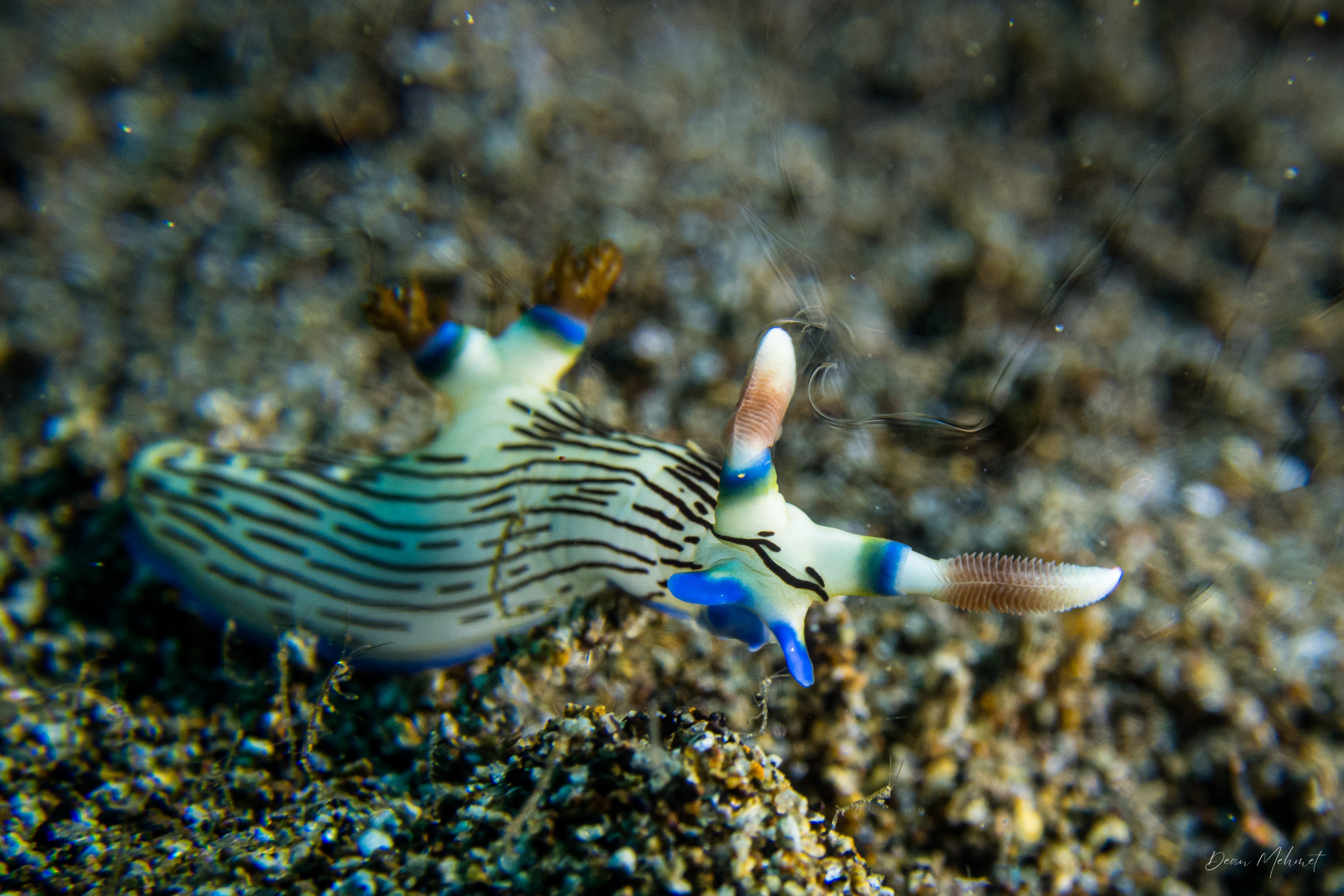 Lined Nembrotha