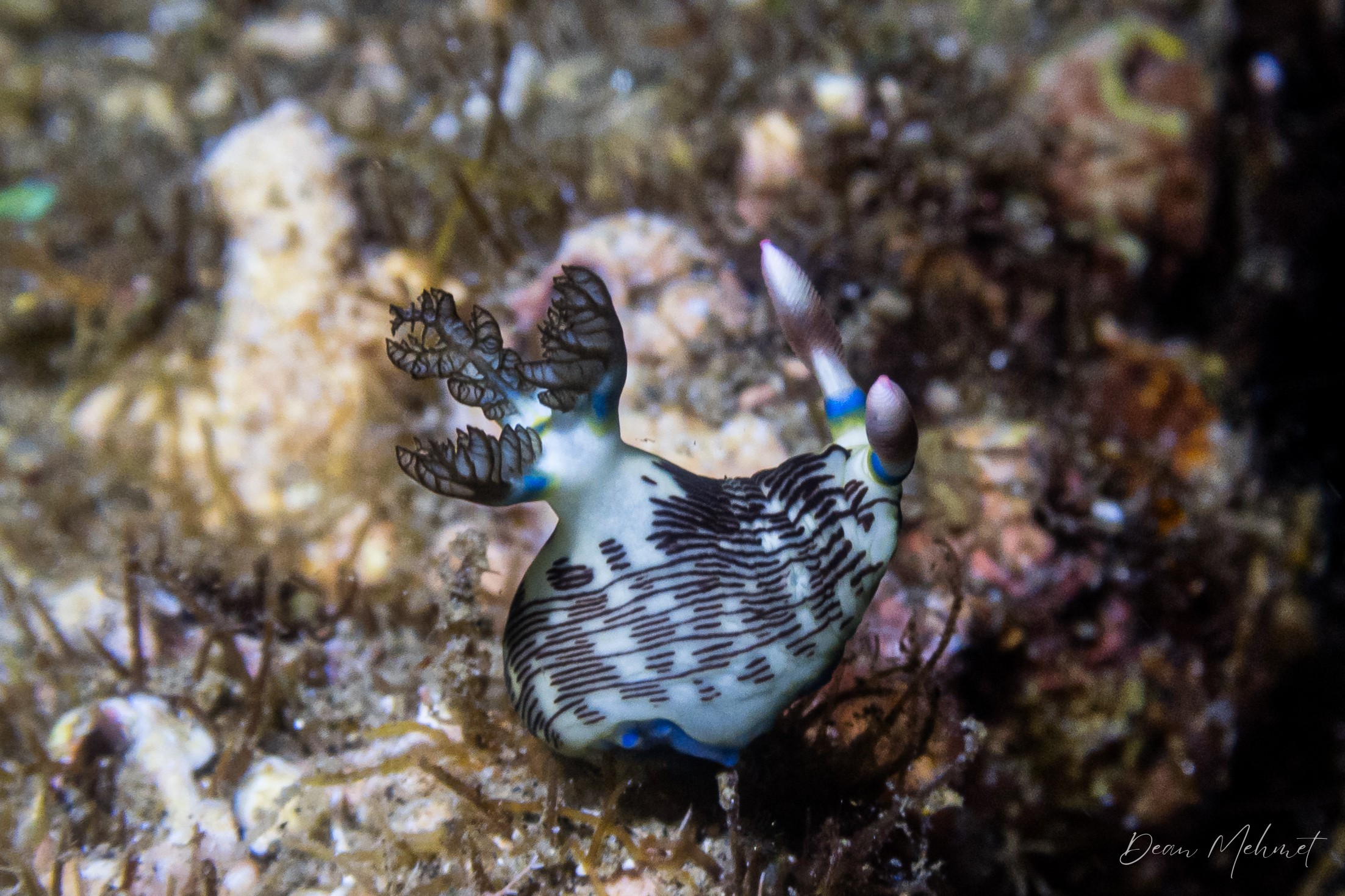 Lined Nembrotha