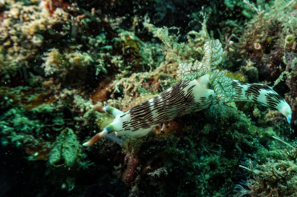 Lined Nembrotha - Photo 2