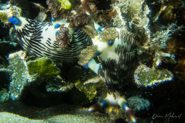 Lined Nembrotha