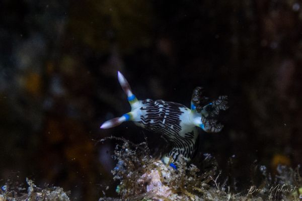 Lined Nembrotha - Photo 8