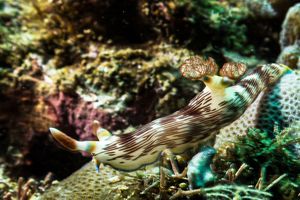 Lined Nembrotha