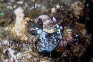 Lined Nembrotha