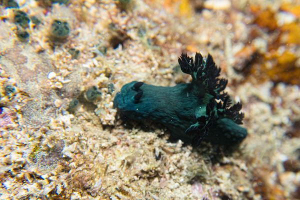 Miller's Nembrotha