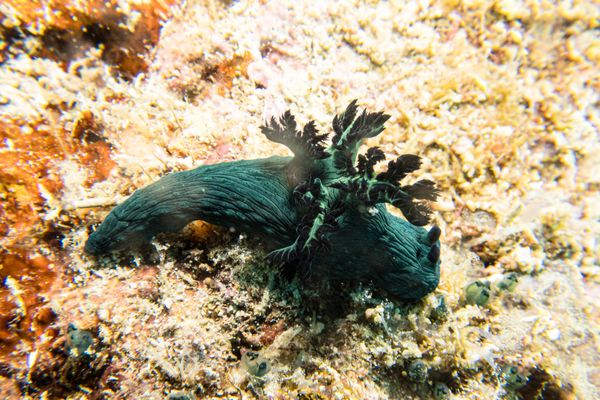 Miller's Nembrotha