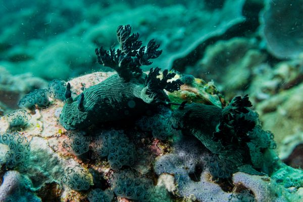 Miller's Nembrotha - Photo 3