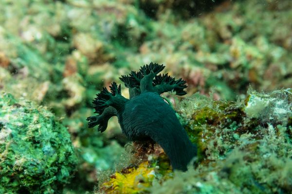 Miller's Nembrotha