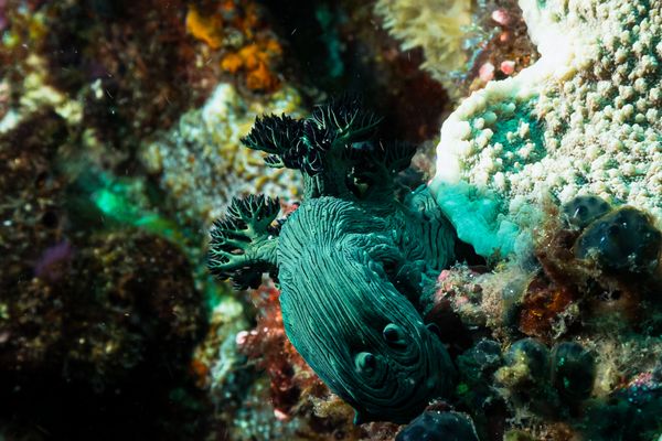 Miller's Nembrotha - Photo 6