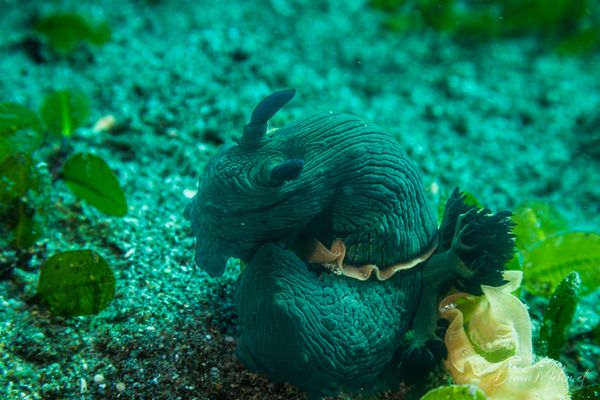 Miller's Nembrotha - Photo 9