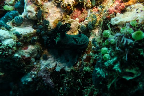 Miller's Nembrotha - Anilao - 12 June 2025 - Dive 1