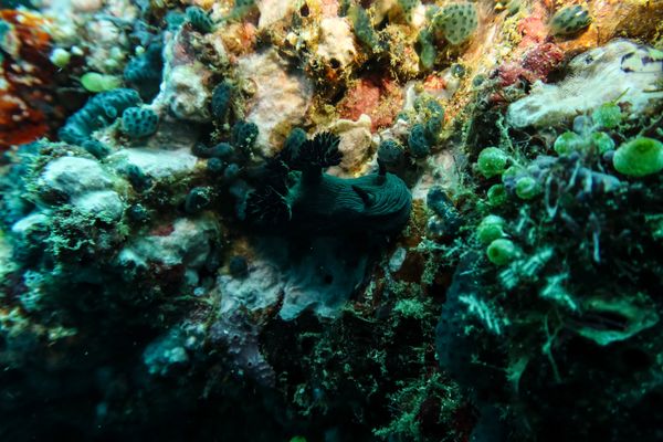 Miller's Nembrotha - Anilao - 12 June 2025 - Dive 1