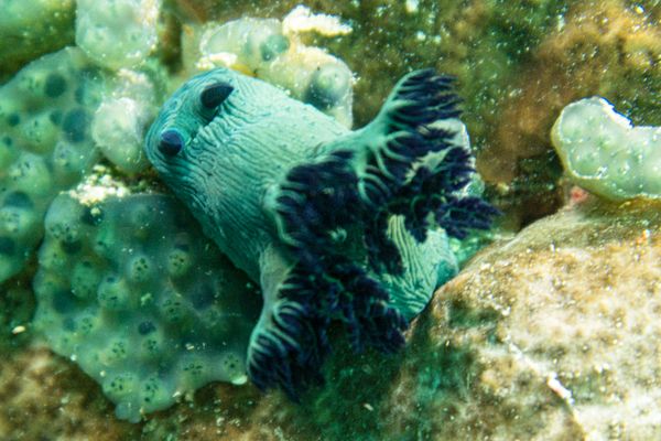 Miller's Nembrotha - Photo 12