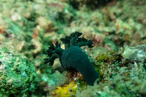 Miller's Nembrotha
