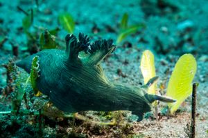 Miller's Nembrotha