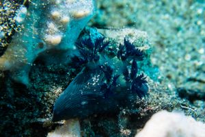 Miller's Nembrotha