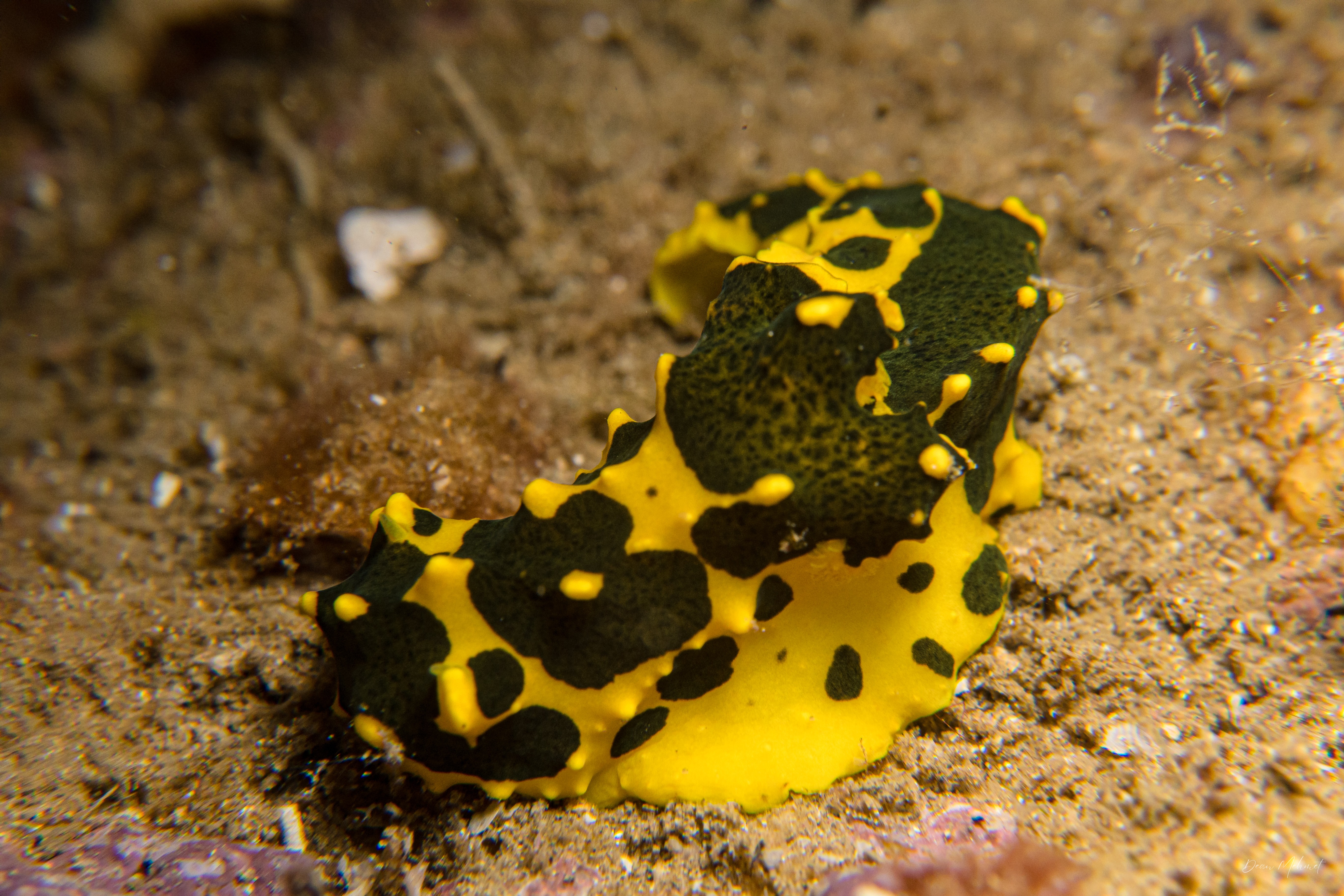 Gardiner's Banana Nudibranch