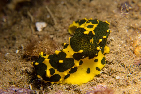 Gardiner's Banana Nudibranch - Tawali, PNG - 17 July 2026 - Dive 2 - Deacon's