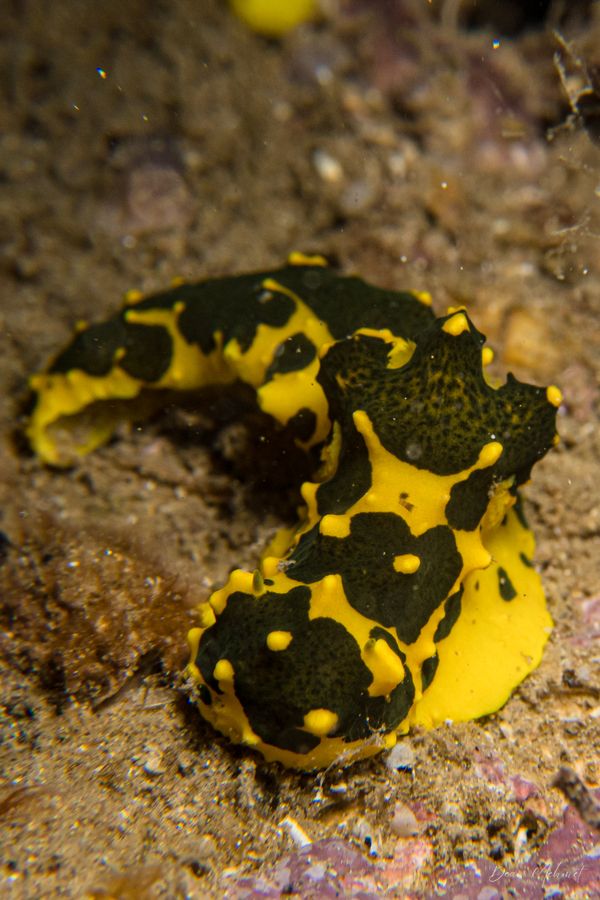 Gardiner's Banana Nudibranch - Tawali, PNG - 17 July 2026 - Dive 2 - Deacon's