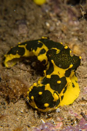 Gardiner's Banana Nudibranch