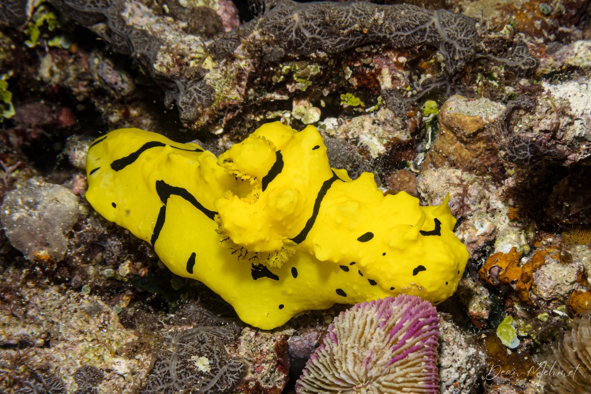 Banana Nudibranch hero image