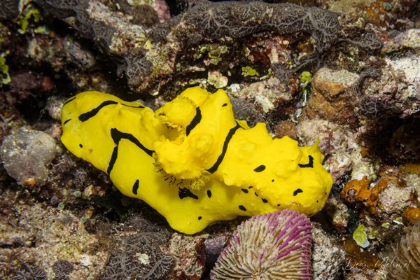 Banana Nudibranch