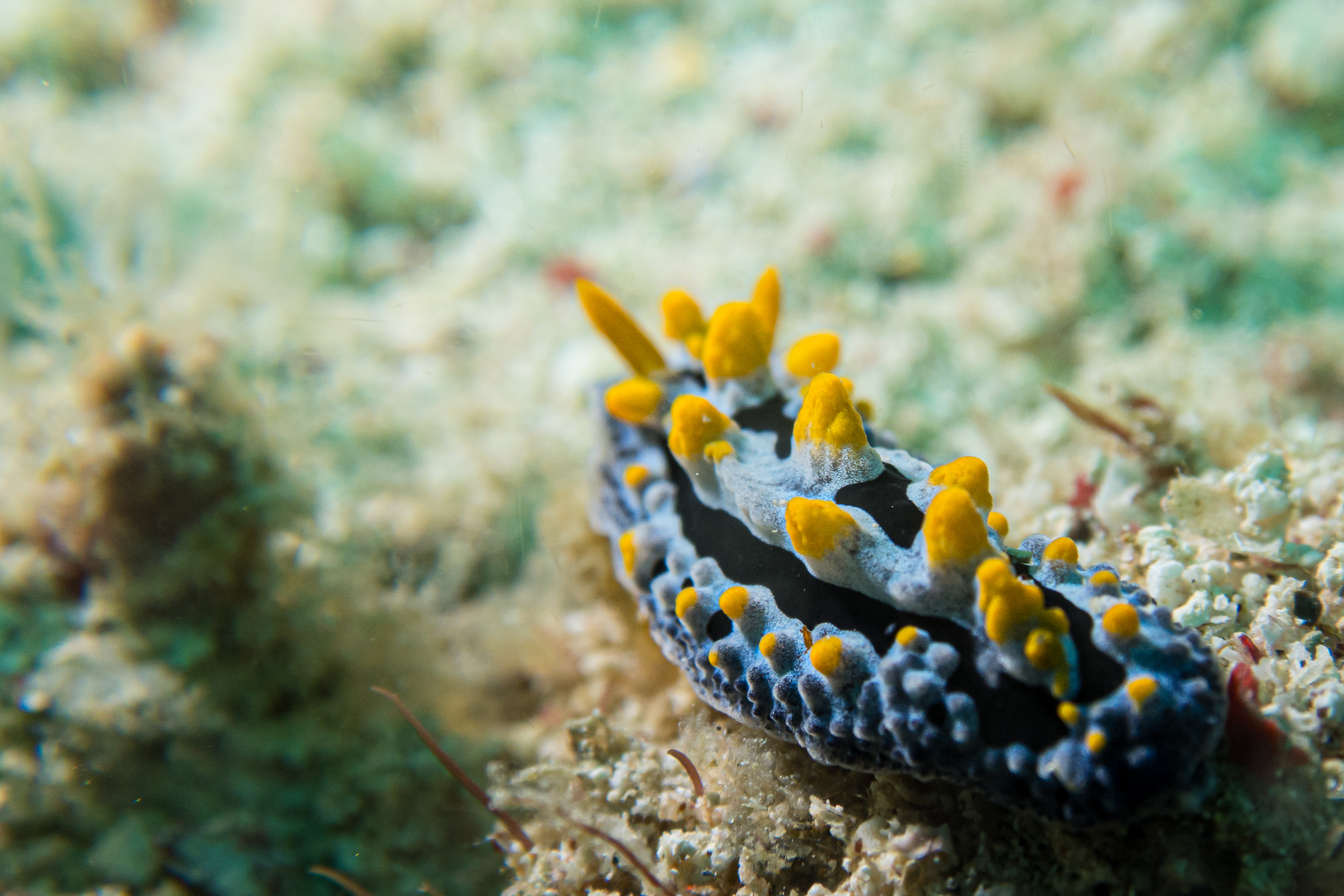 Sky Blue Phyllidia