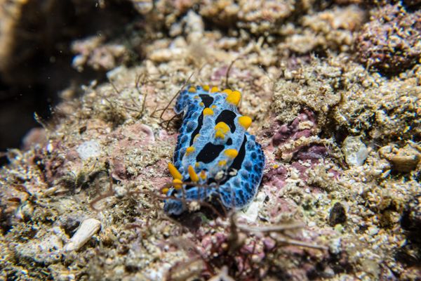 Sky Blue Phyllidia