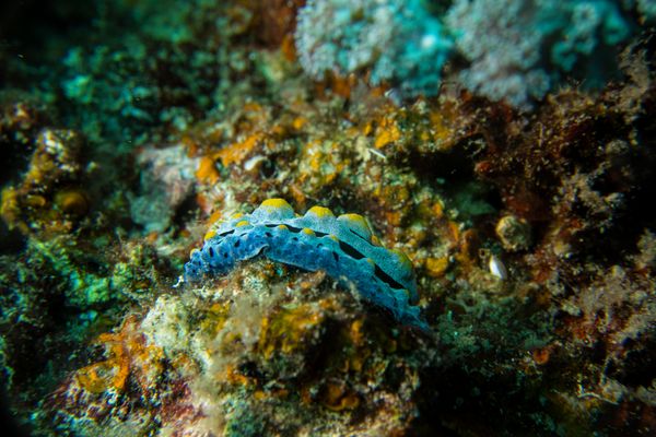 Sky Blue Phyllidia