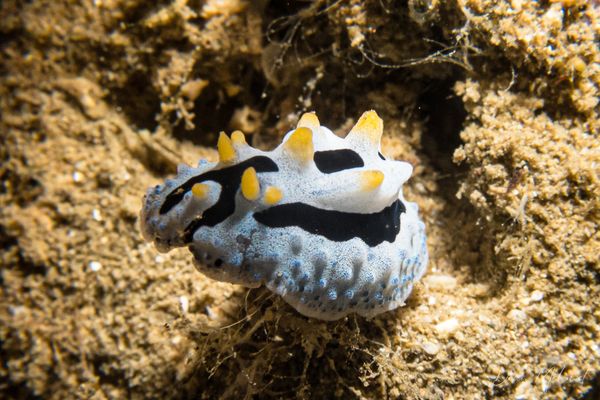 Sky Blue Phyllidia