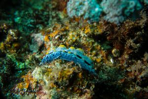 Sky Blue Phyllidia