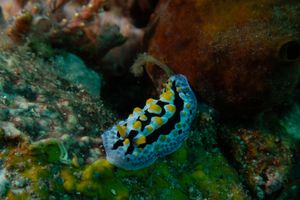 Sky Blue Phyllidia