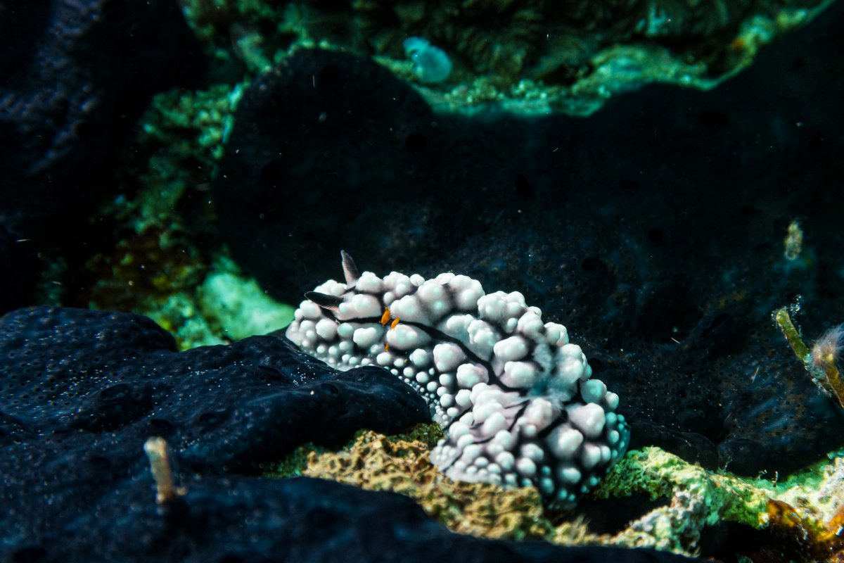 Elegant Phyllidia