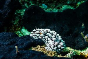 Elegant Phyllidia