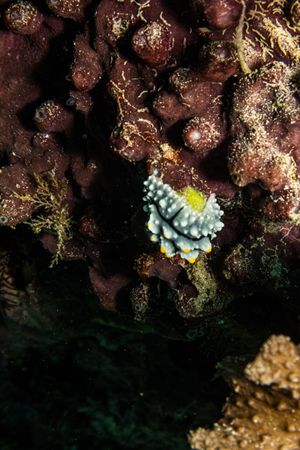Elegant Phyllidia