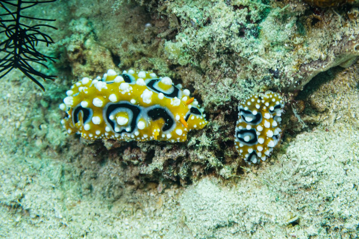 Ocellate Phyllidia hero image